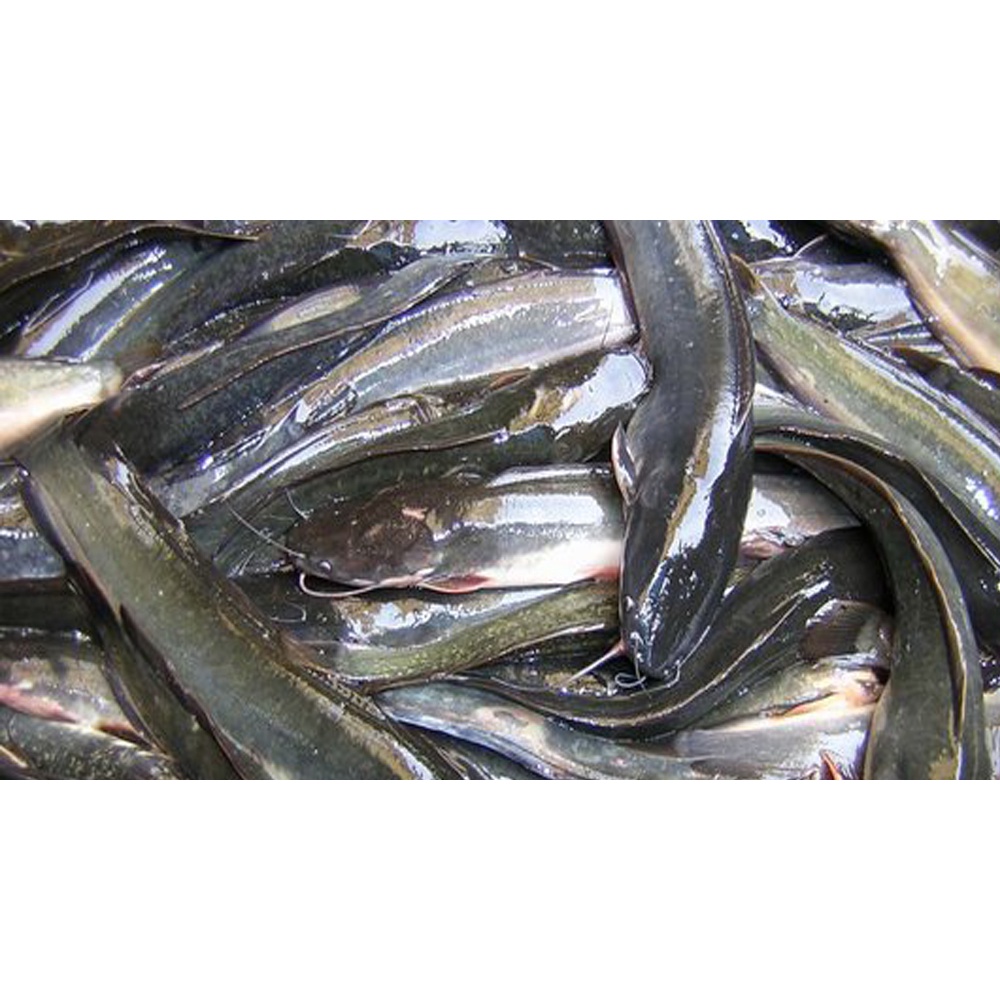 

Ikan Lele