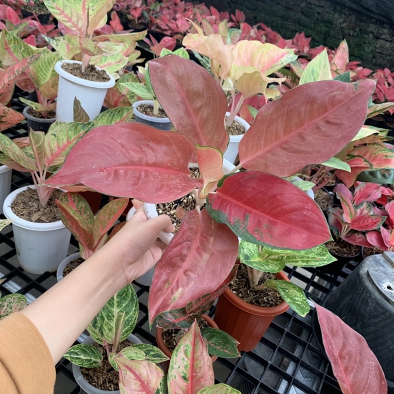 Aglonema Charlie Brown