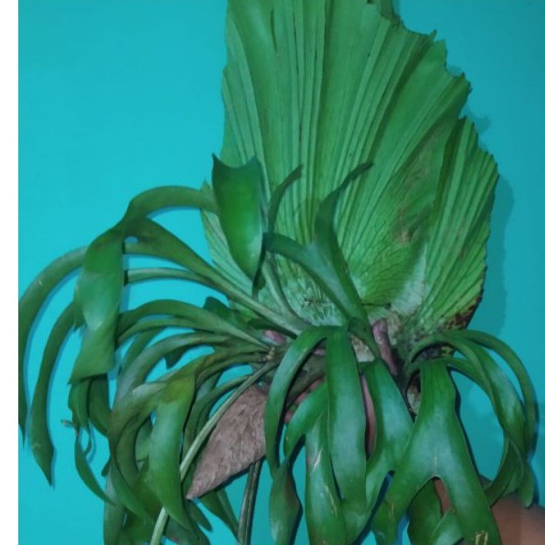 Tanduk Rusa tanaman hias gantung besar