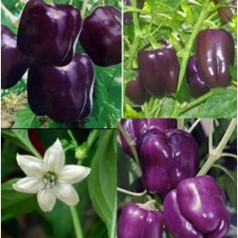 paket benih/bibit/seed/biji cabe paprika ungu f1(15 seed)