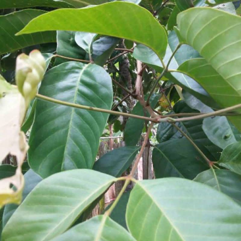 

daun kecapi herbal Hasil Kebun Sendiri