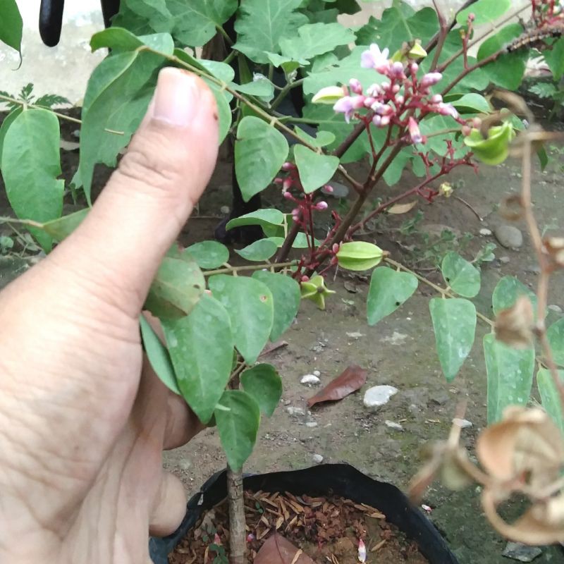 Bibit Belimbing madu