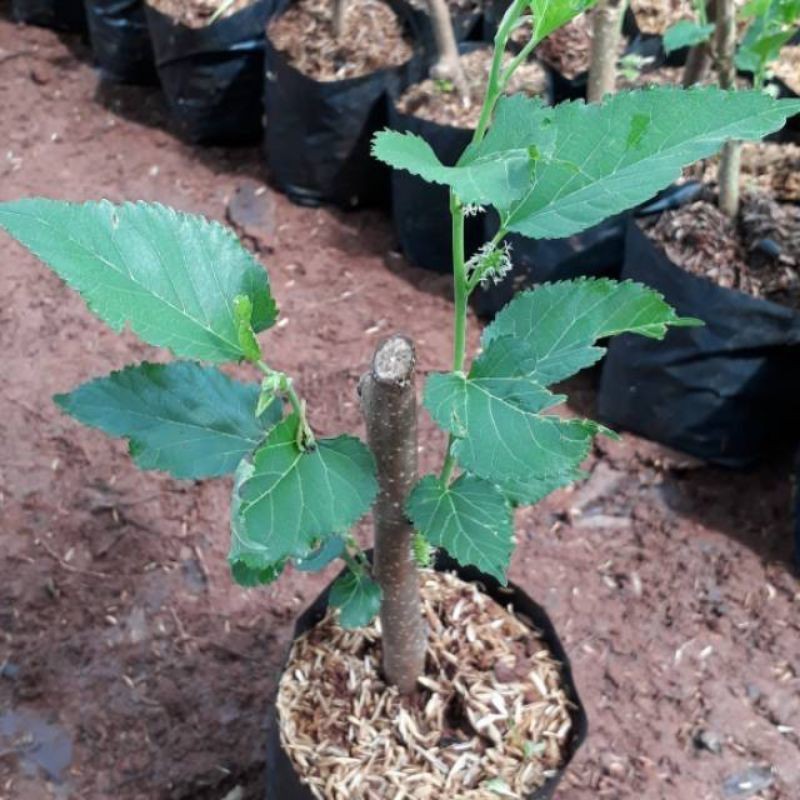 Jivara56 Bibit Murbei