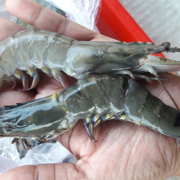 

pacet size 30-35 fres Murah