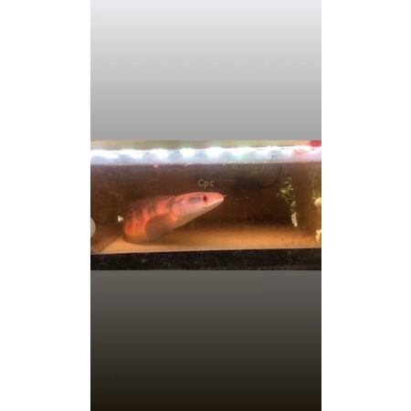 Channa red barito grade a size 35 cm