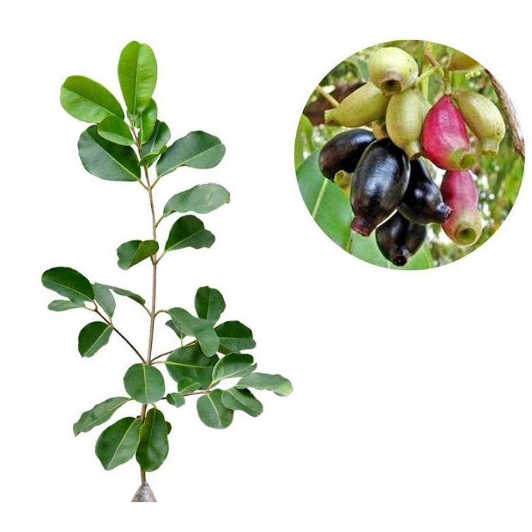 Tanaman Juwet Tanpa Biji