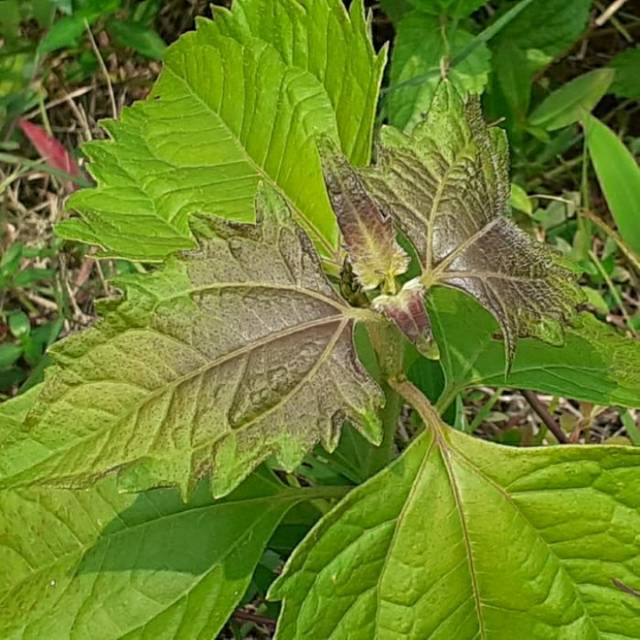 

Daun Kirinyuh 100 gram obat jantung tradisional alami