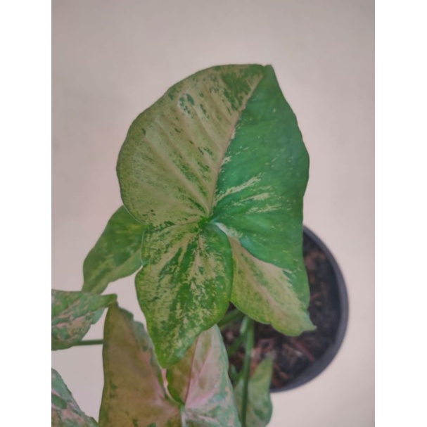 Syngonium pink flecked