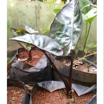 Tanaman Hias Keladi Black Jack Lasia Spinosa Alocasia Hitam Sente Shopee Indonesia