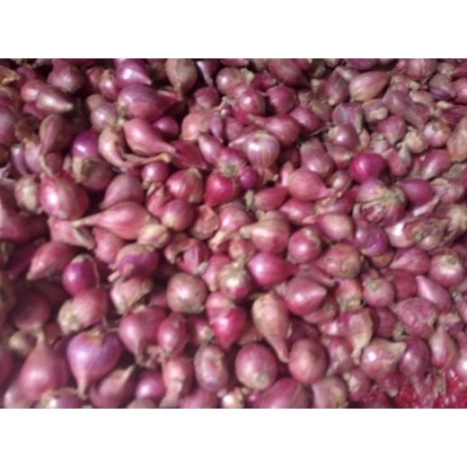 

uuttudd Bawang Merah (Sedang) Fsfs201