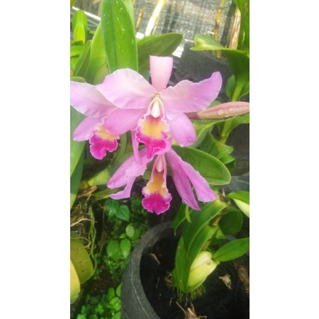 Anggrek Cattleya Mantini / Anggrek Murah