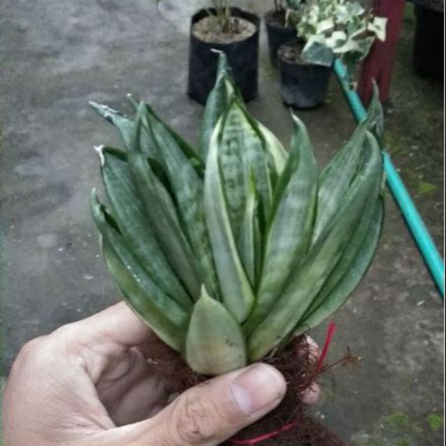 Sansevieria Hahnii Silver Frost /Gold / Sansiviera Mini / Sansivera Mini