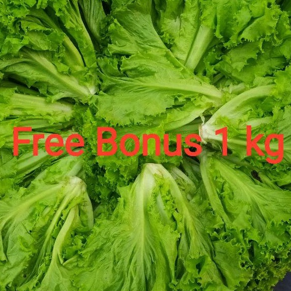 

Selada Kriting 500gr + Gratis Bonus
