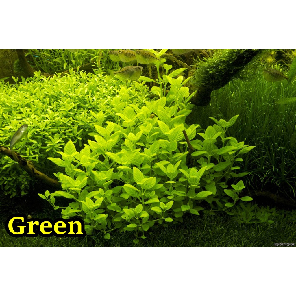 limnophila rugosa Red Var Aquarimba ( rare aquascape plant )