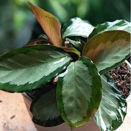 darkstar calathea tanaman hias daun