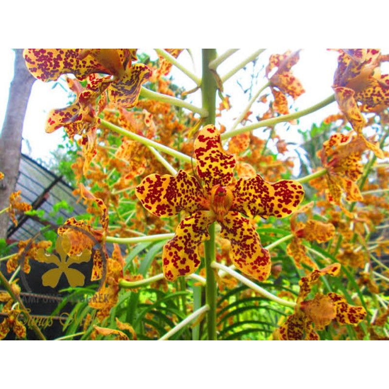 Seedling Anggrek Tebu.