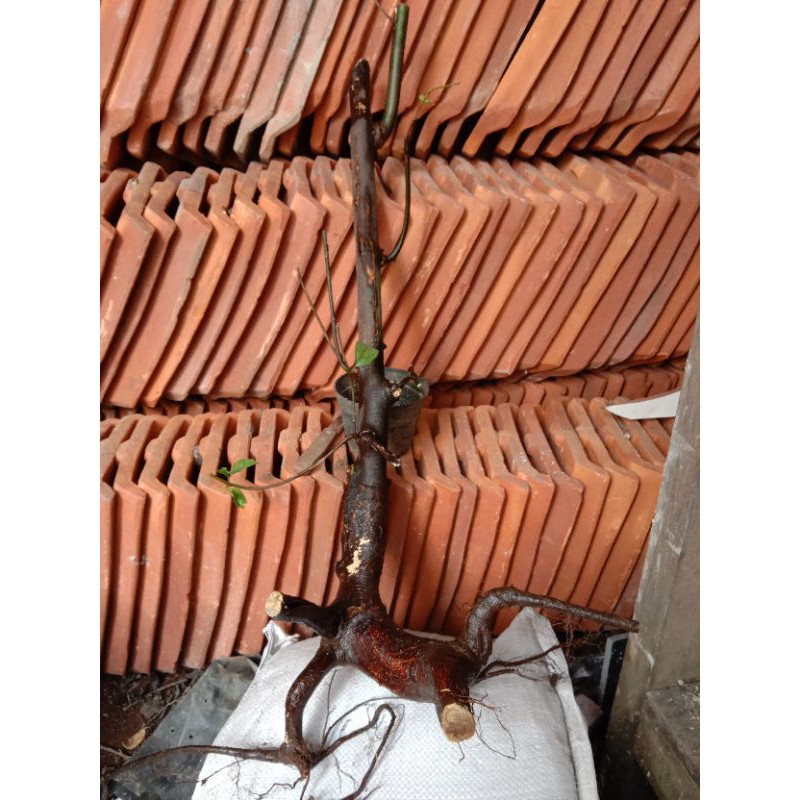 Dongkelan Bonggol Ampelas hitam bahan Bonsai Berkarakter Bagus