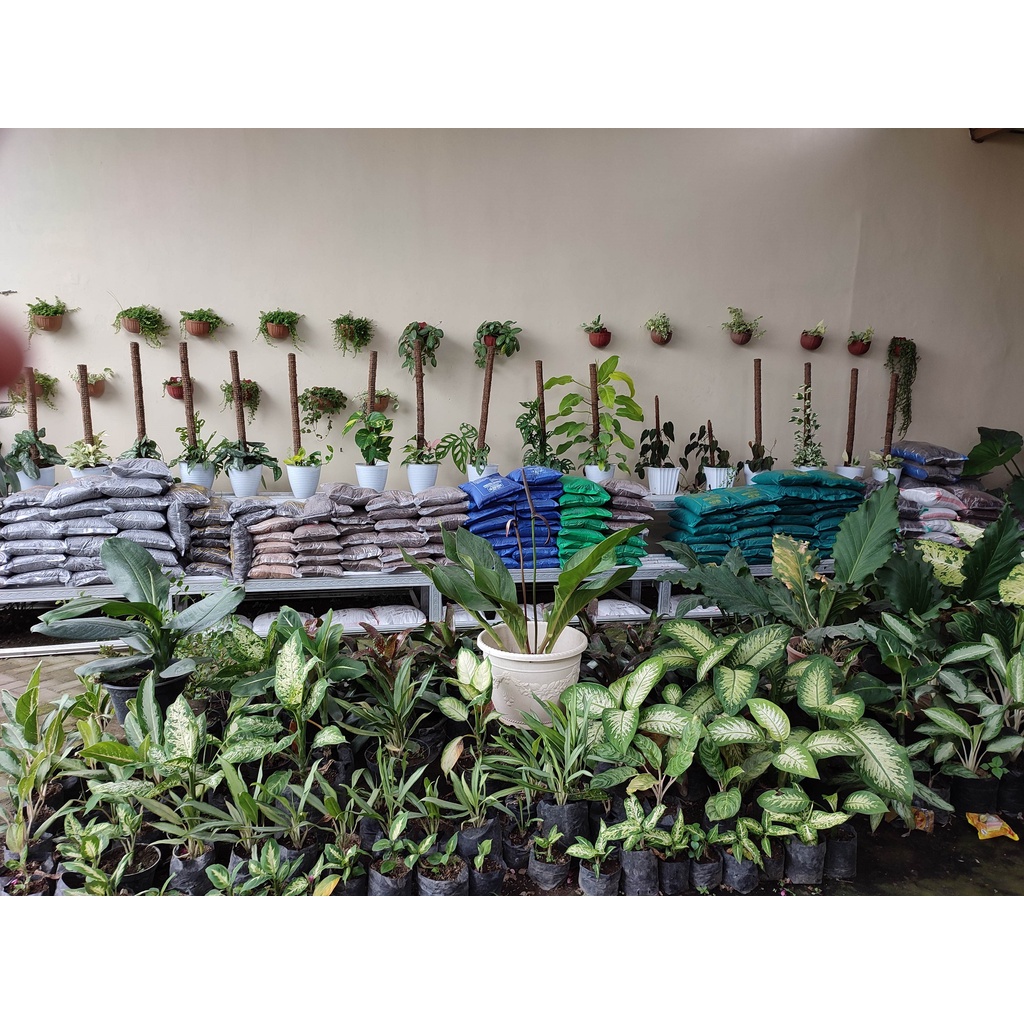 Tanaman Bunga Calathea Sisir Calathea Sisir Murah Terawat dan Segar