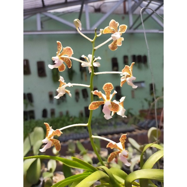 Vanda limbata