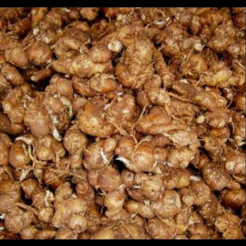 

kencur 100 gram bumbu dapur