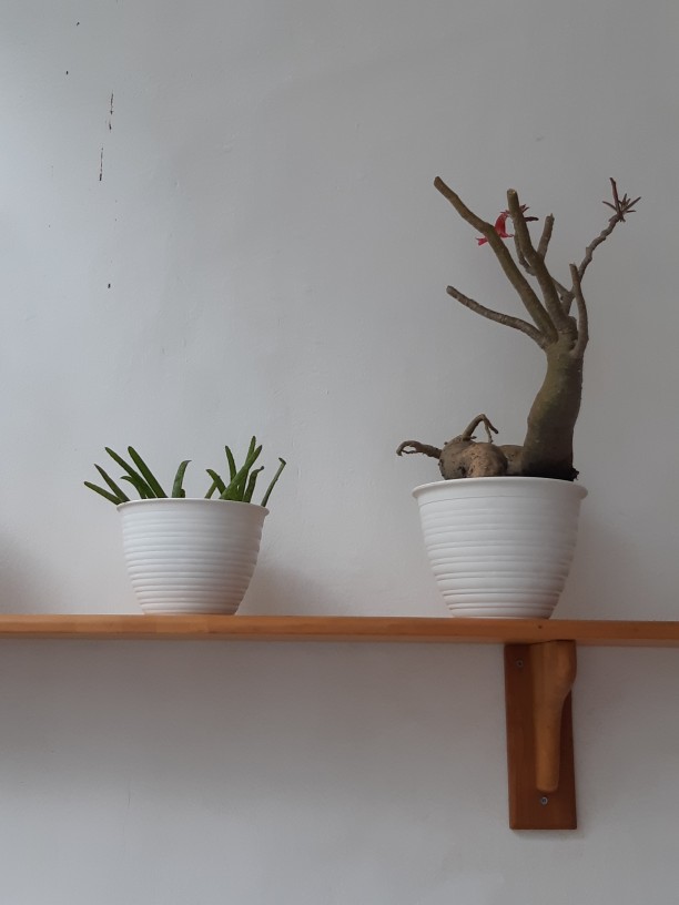 Ori 100% Pot Tawon - 18 Cm Asli Budi Jaya Bjp Bunga Pupuk Daun Benih Bibit #dirumahaja