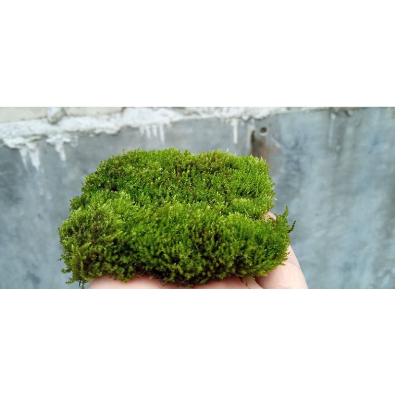 starmoss murah bagus moss paludarium moss darat