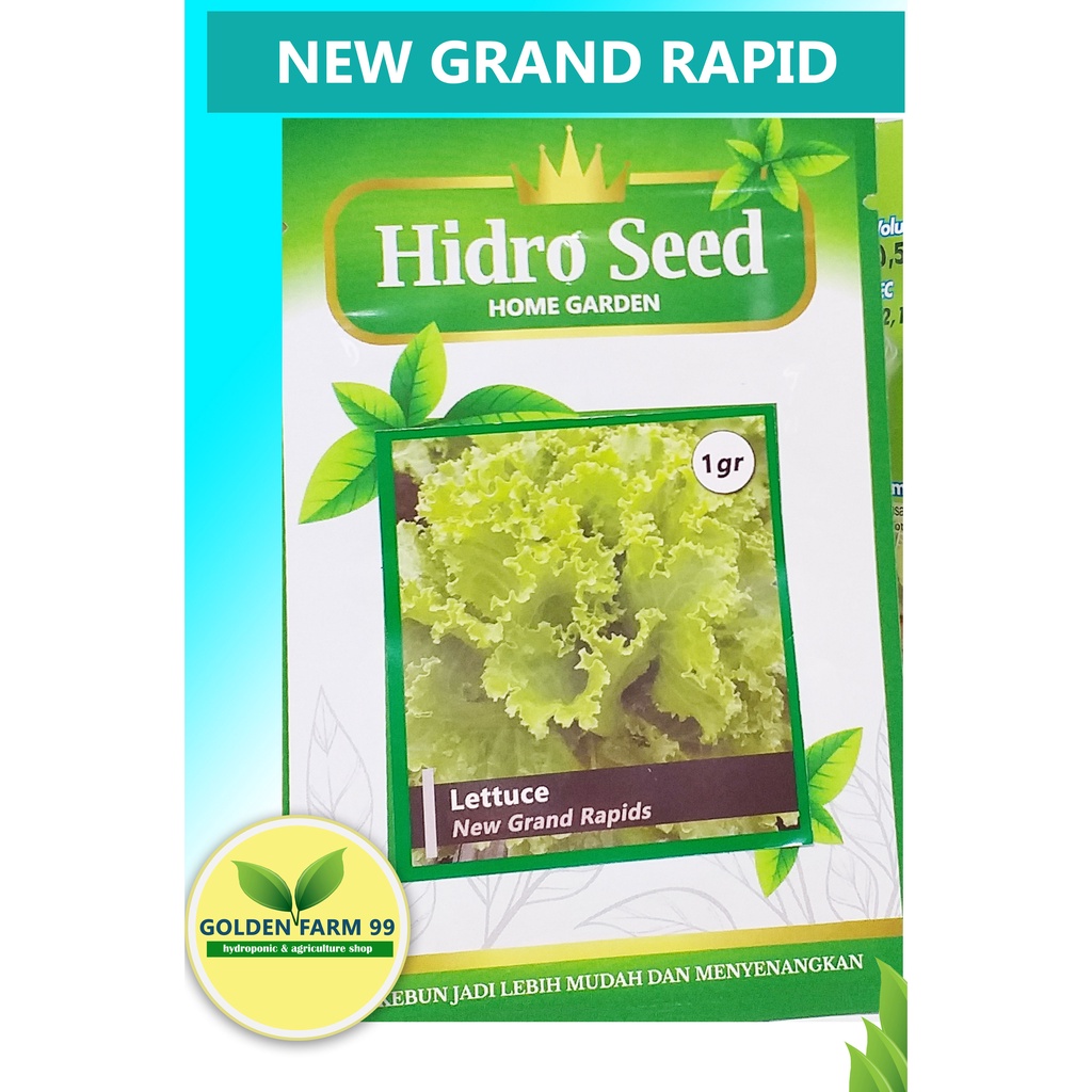 Benih Lettuce New Grand Rapid - Hidro Seed
