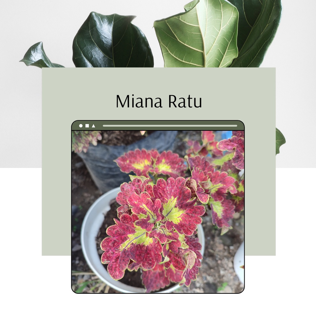 Tanaman Miana Ratu Miana ID Ratu Miana Premiun Cantik