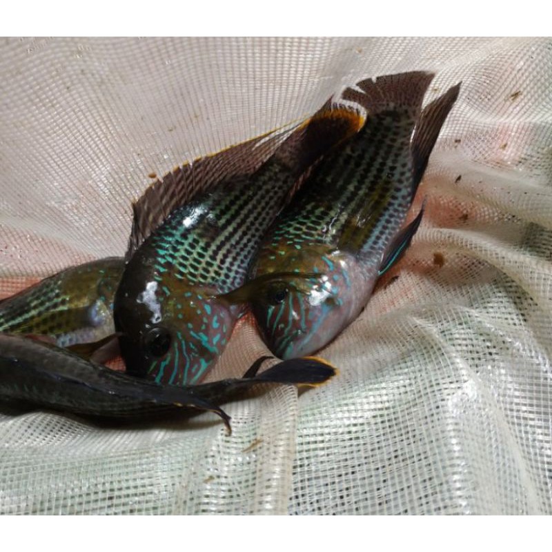 

ikan green teror besar