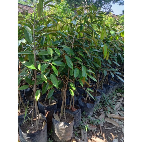 durian bawor kaki3 tinggi 80-1meter