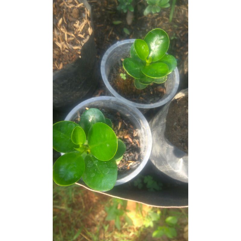 Beringin dollar mangkok