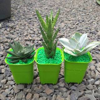 Kaktus sukulen di pot  kotak  Shopee Indonesia
