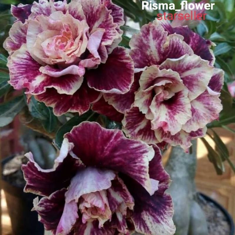 POHON ADENIUM GOLDEN YEARS BONGGOL BESAR / TANAMAN HIAS KAMBOJA JEPANG