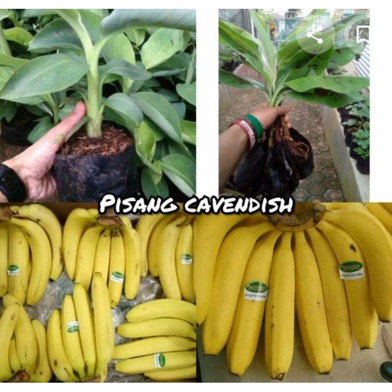 

pisang chavendis