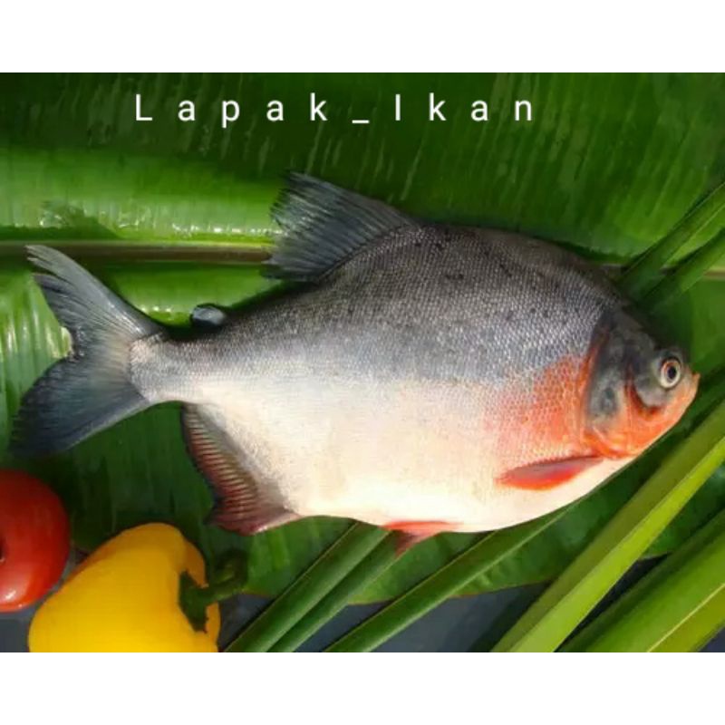 

Ikan Bawal Air Tawar Segar Fresh Bergaransi 1Kg