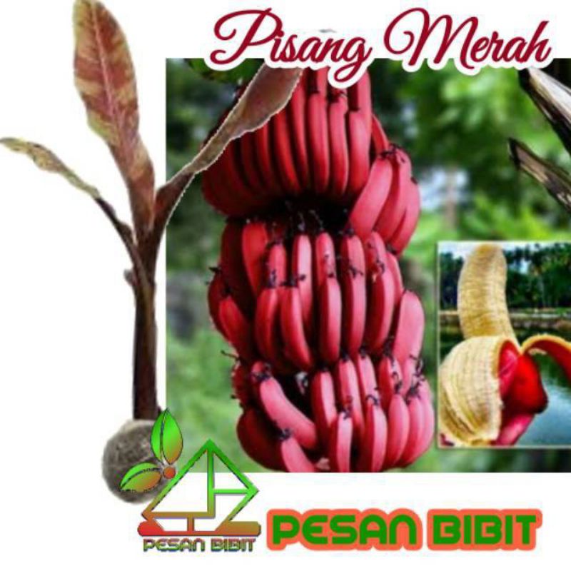 Pisang Merah Sumatra / Blood Banana / Tanaman hias pisang Banana BLOOD