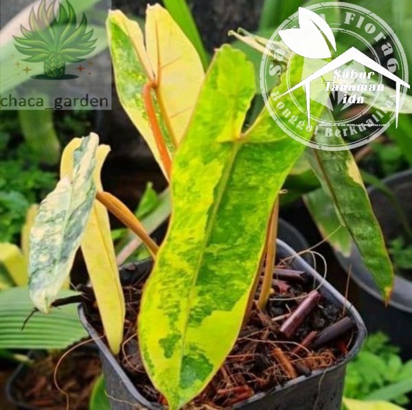 PROMO Bibit Bonggol Philodendron Kabel busi Varigata
