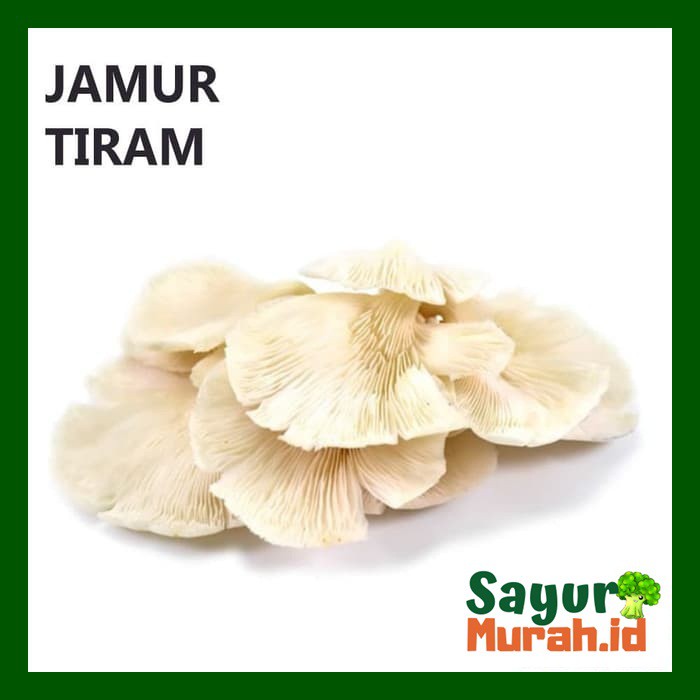 

JAMUR TIRAM [250g]