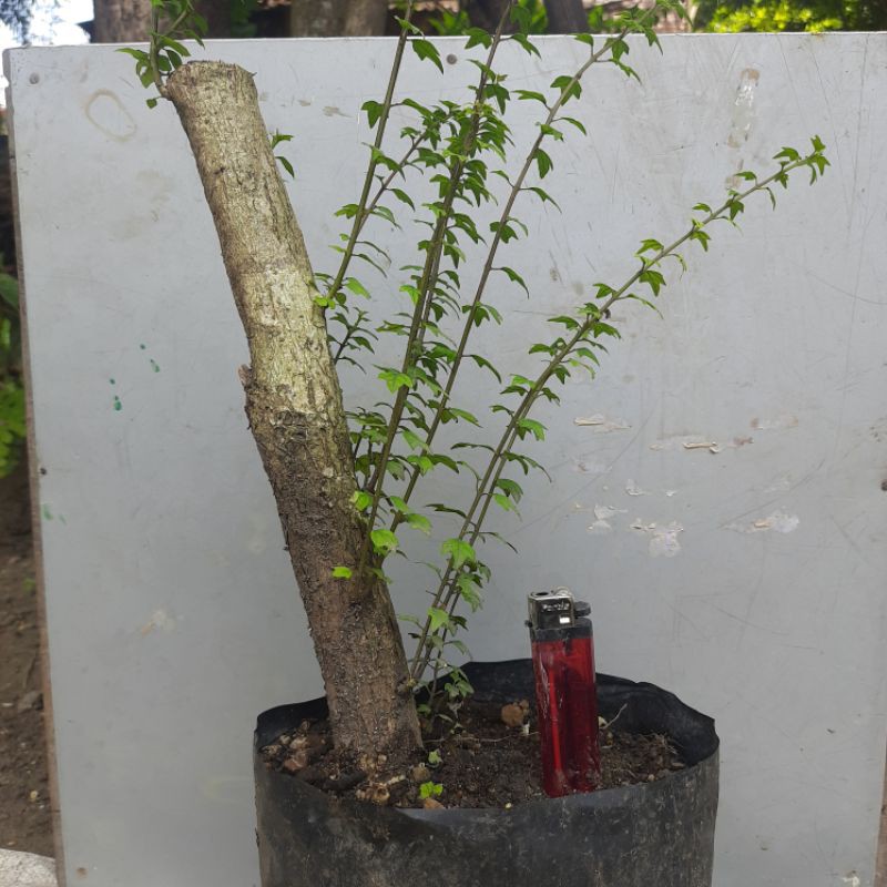 Bahan bonsai wareng bintang.