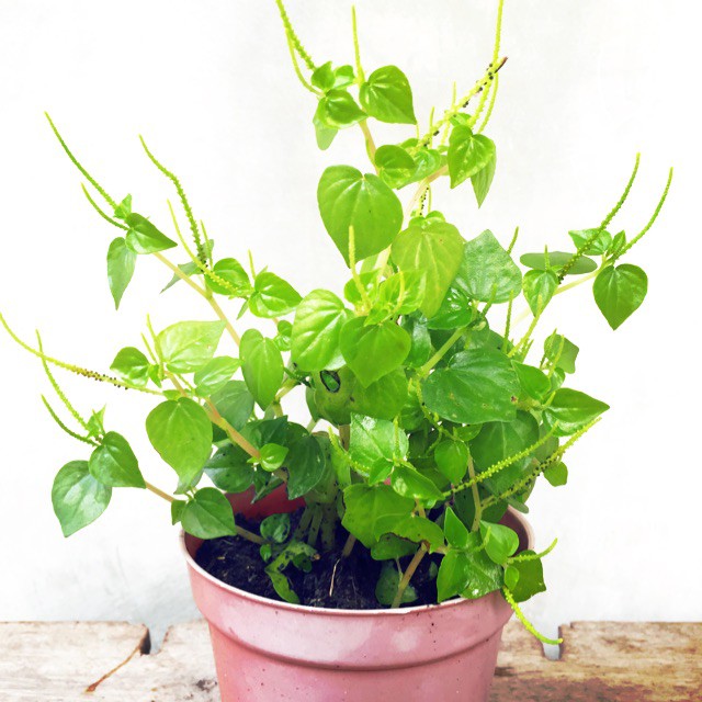 

Daun Sirih Cina Segar 500 Gram