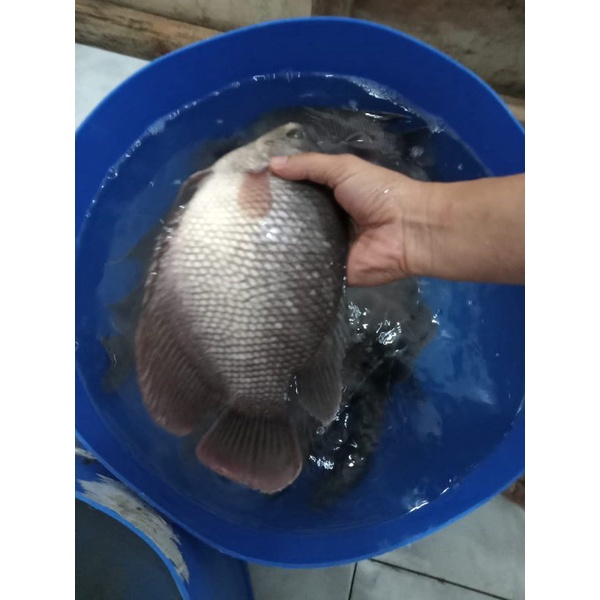 

ikan gurame
