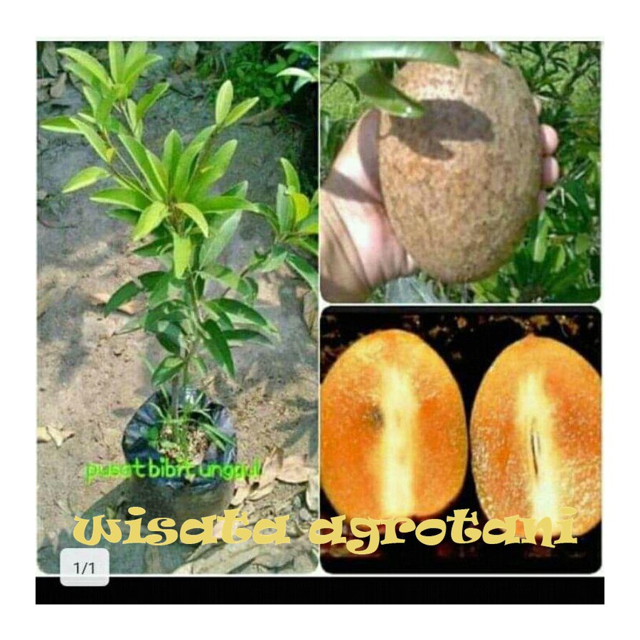 SAWO JUMBO CANGKOK SAWO JUMBO OKULASI CEPAT BEBRBUAH  WISATA AGROTANI