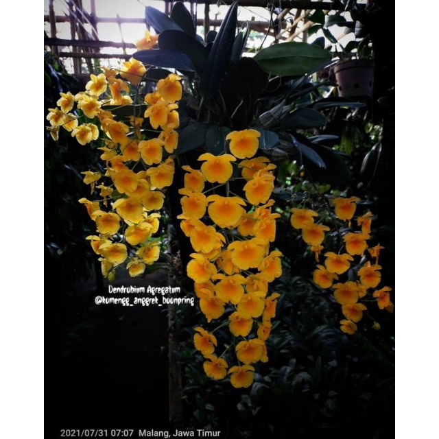 Dendrobium Agregatum