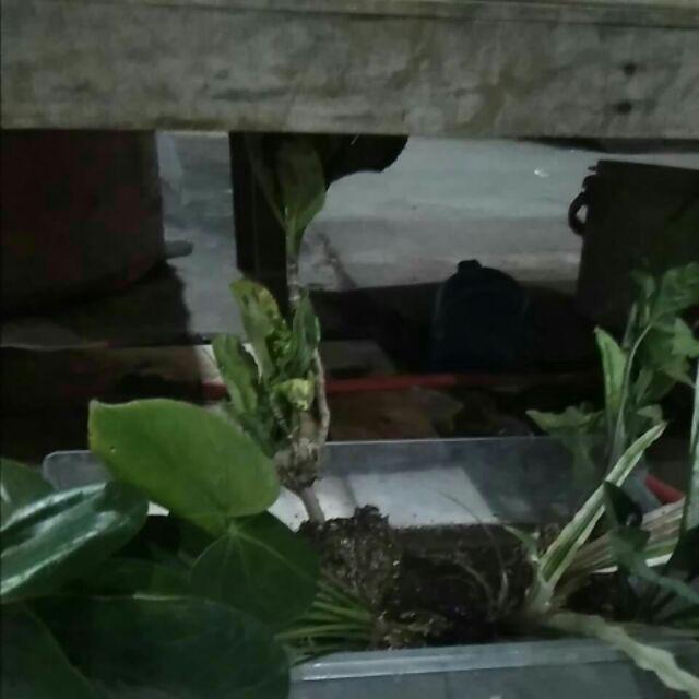 Rotansia / Hydragena/ Panca Warna