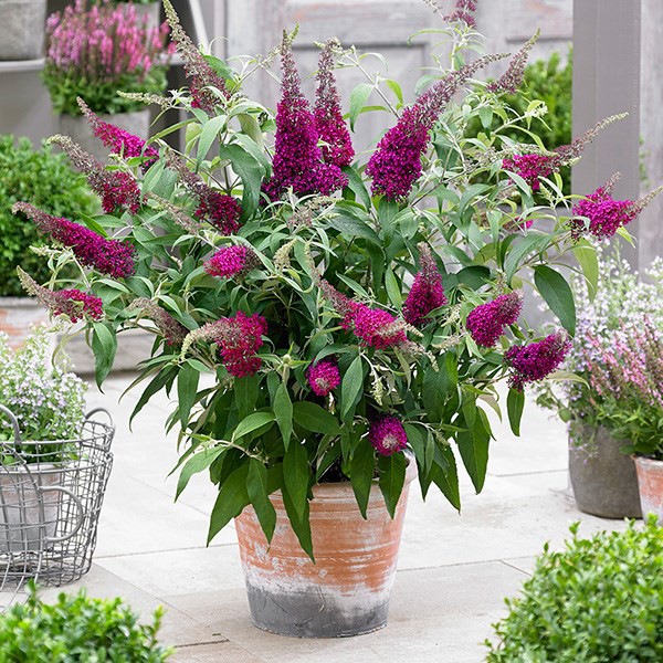 Benih Bibit Biji - Bunga Buddleia Buddleja Butterfly Bush Summer Lilac Mixed Flower Seeds - IMPORT