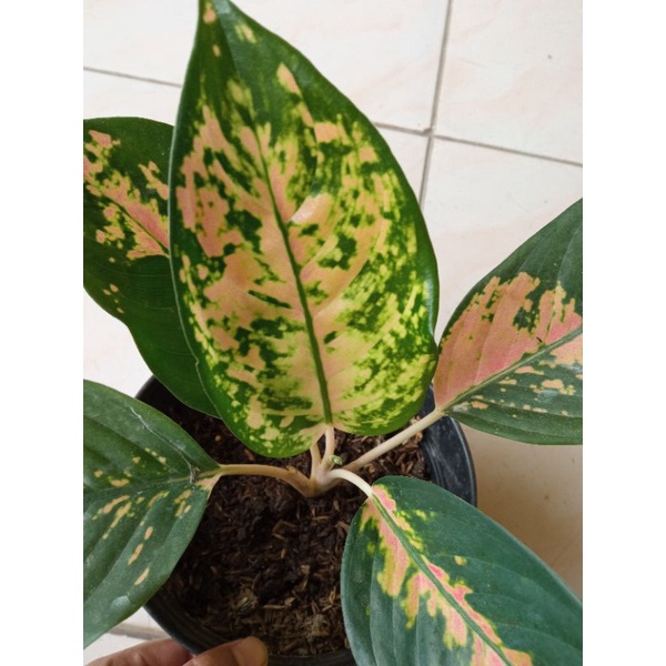 AGLONEMA KOCHIN TEMBAGA BATIK/KOCHIN KUNING