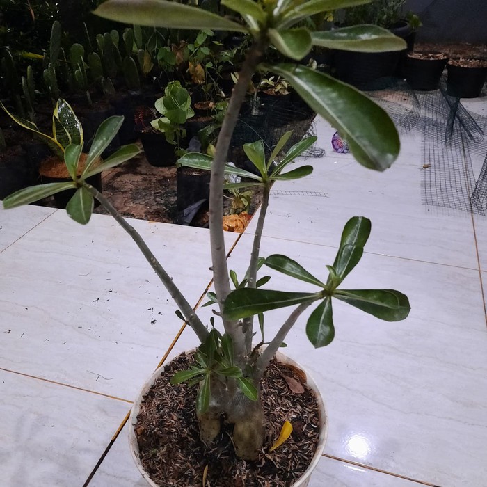 BONSAI ADENIUM OBESUM UKURAN SEDANG-tanaman bonsai adenium obesum,