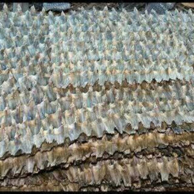 

Ikan,1kg sepat kering,kalimantan