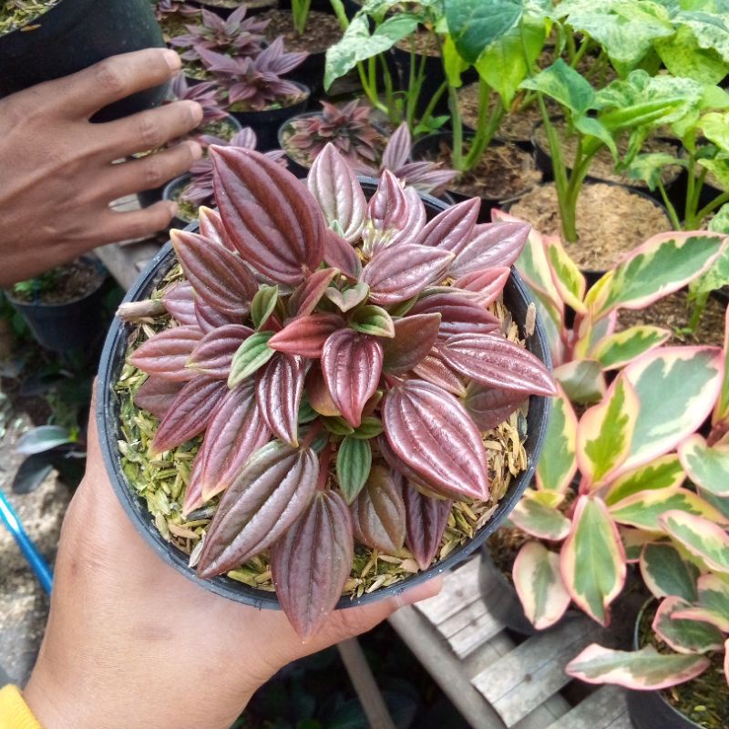 tanaman hias peperomia ROSO