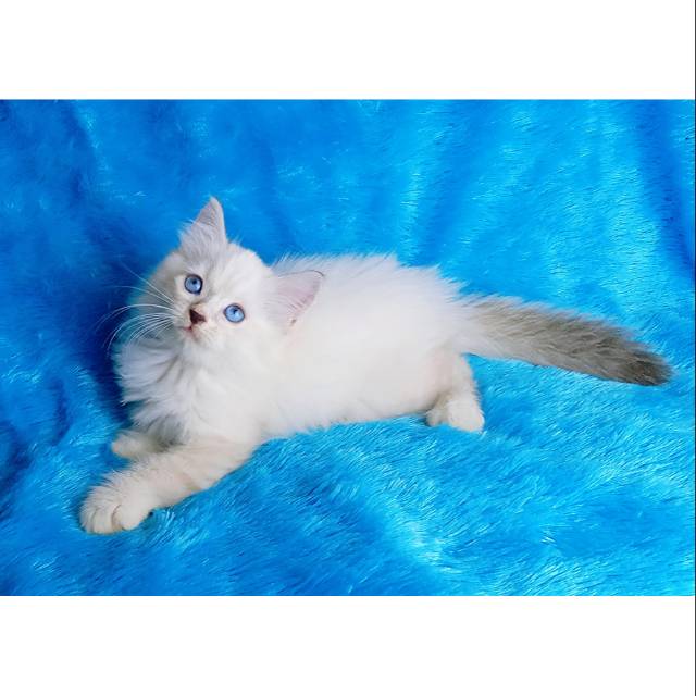 Kucing kitten persia himalaya sealpoint jantan